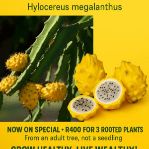 💛 Yellow Amarillo Dragon Fruit – Bright Flavor for Your Backyard Paradise x 3 Plants