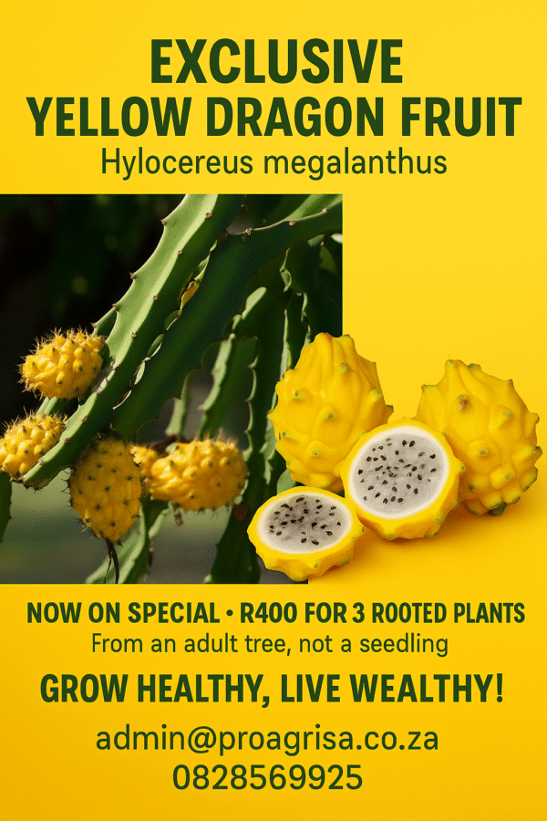 💛 Yellow Amarillo Dragon Fruit – Bright Flavor for Your Backyard Paradise x 3 Plants