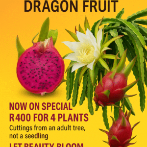 🌸 American Beauty Dragon Fruit Plant Cutting – Elegant Fruit with Vibrant Appeal x 4 Cuttings Adult