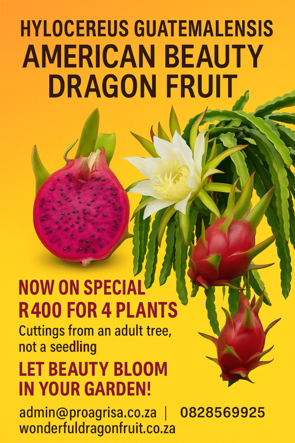 🌸 American Beauty Dragon Fruit Plant Cutting – Elegant Fruit with Vibrant Appeal x 4 Cuttings Adult