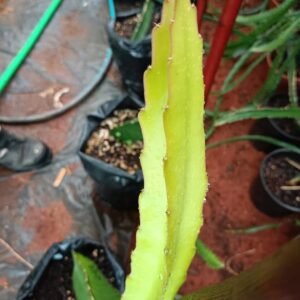Dragon Fruit Cultivar : Lime Variegated