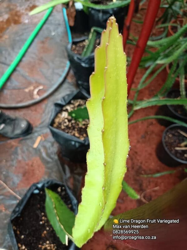 Dragon Fruit Cultivar : Lime Variegated