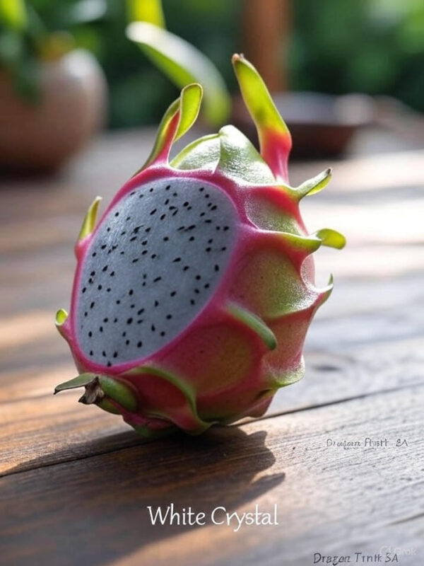 White Crystal Dragon Fruit, Exotic Tropical Fruit, Pale Pink Flesh Pitaya, Hylocereus Undatus Variety, Self-Fertile Dragon Fruit, Crisp Sweet Dragon Fruit, Refreshing Melon Flavor, Premium Dragon Fruit Cultivar, High-Yield Pitaya Plant, Backyard Trellis Grower, Commercial Farm Dragon Fruit, Night-Blooming Cactus Fruit, Translucent Pulp Dragon Fruit, Lemon-Infused Pitaya, Hydrating Summer Fruit, Juicing Dragon Fruit, Salad Bowl Ingredient, Gifting Exotic Produce, Brix 16-18 Sweetness, Fast-Climbing Vine Plant