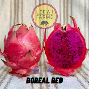 Dragon Fruit Cultivar : Boreal Red