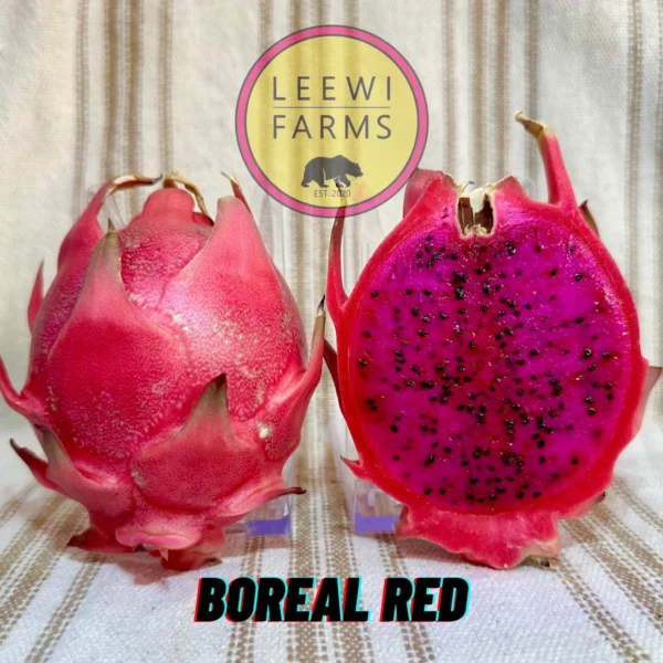 Dragon Fruit Cultivar : Boreal Red