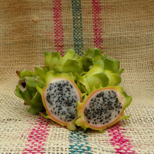 Dragon Fruit Cultivar : Bruni