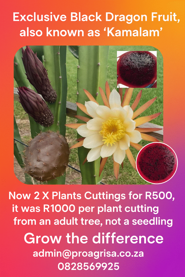 🖤Black Dragon Dark Flesh Dragon Fruit Cutting – Grow Exotic Goodness in Your Garden x 2 Cuttings Adult 🖤 Exotic Black Dragon Dark Flesh Dragon Fruit Cutting – Grow the Rarest Beauty in Your Garden Unleash bold flavor and mystique with our Exotic Black Dragon Dark Flesh Dragon Fruit Cuttings. For just R500, receive 2 premium cuttings taken from mature, fruit-producing plants. This unique variety delivers deep-colored, sweet-tasting fruit that’s as striking in appearance as it is in nutrition. 🍷 Produces 25–30 stunning fruits per season 🌺 Begins blooming and fruiting around 14 months after planting 🌞 Blooms up to 4 times a year—multiple harvests in every season 🪴 Ideal for home gardens, patio containers, or climbing trellises Rich in antioxidants and tropical appeal, the Black Dragon cultivar transforms your garden into a luxurious fruit paradise. Grow it for the flavor, keep it for the flair. Want tips for care, vertical growing, or juicing the fruits? I'm ready when you are. Unleash Bold Flavor and Mystique Discover the extraordinary with our Exotic Black Dragon Dark Flesh Dragon Fruit Cuttings, available for just R500. Each purchase includes 2 premium cuttings sourced from mature, fruit-bearing plants. This rare variety is not only mesmerizing in appearance but also rich in nutrition, making it a perfect addition to your garden or patio. Exceptional Growth and Yield With the capability of producing between 25 to 30 stunning fruits per season, the Black Dragon cultivar is designed to impress. After approximately 14 months of sowing, you'll witness these magnificent plants flourishing and bringing life to your outdoor space. What's more, this incredible species blooms up to four times a year, ensuring multiple harvests in every season for your enjoyment. A Luxurious Addition to Your Garden Ideal for a wide range of gardening scenarios, including home gardens, patio containers, or climbing trellises, the Exotic Black Dragon Dark Flesh Dragon Fruit transforms any setting into a tropical paradise. Not only does its deep-colored fruit draw attention, but it's also bursting with antioxidants, offering both beauty and health benefits. Whether you're growing it for the indulgent flavor or to enhance your garden aesthetic, each cutting promises to be a gem. Ready to elevate your gardening experience? Along with your cuttings, I’m here to provide tips for care, vertical growing techniques, and creative ideas for juicing the delicious fruits. Let's embark on this fruitful journey together!