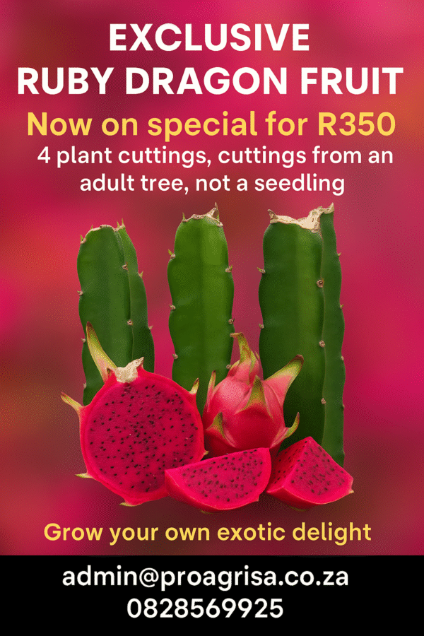 🍒 Ruby Red Purple Flesh Dragon Fruit Cutting – Grow Exotic Goodness in Your Garden x 4 Cuttings Adult
