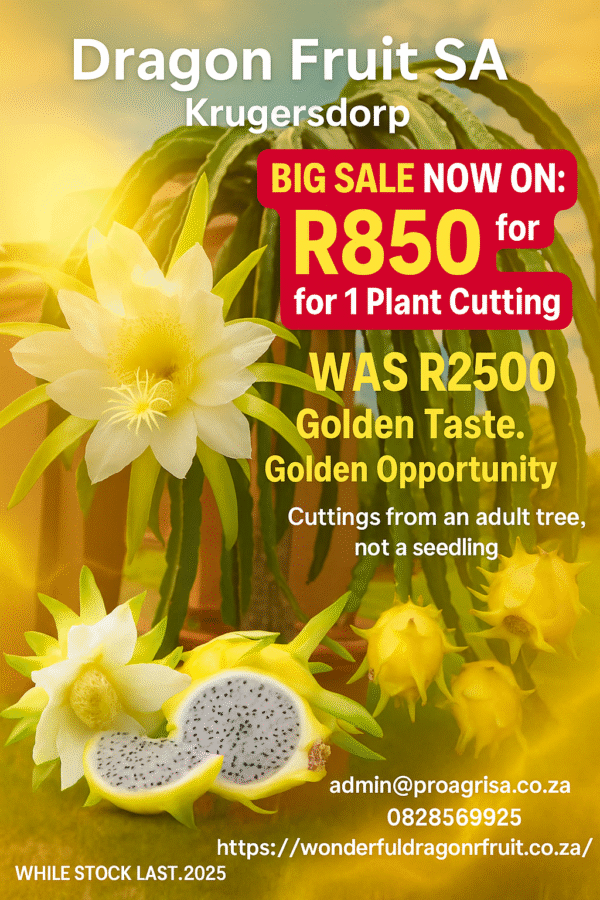 💛 Exotic Golden Dragon Flesh Dragon Fruit Cutting – Grow Exotic Goodness in Your Garden x 1 Cuttings Adult