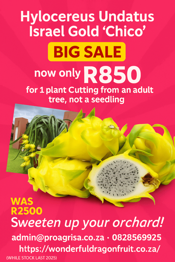 GOLDEN DRAGON SOUTH AFRICA DFSA