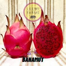 Dragon Fruit Cultivar : Bahamut