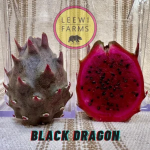 Dragon Fruit Cultivar Black Dragon.JPG