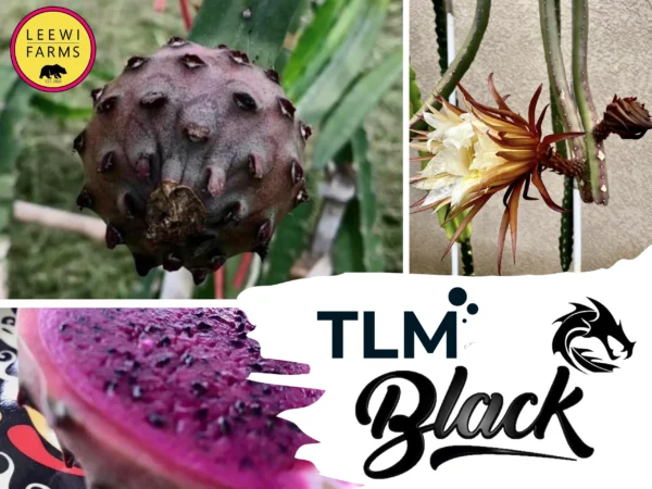 Dragon Fruit Cultivar Black Dragon.JPG