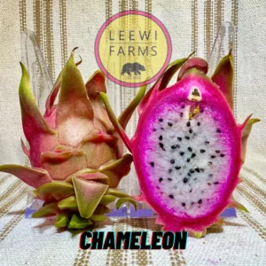 Dragon Fruit Cultivar : Chameleon