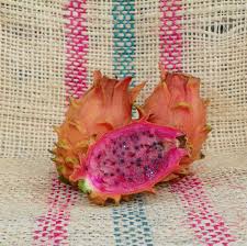 Dragon Fruit Cultivar : Frankie's Red