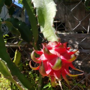 Dragon Fruit Cultivar : Godzilla