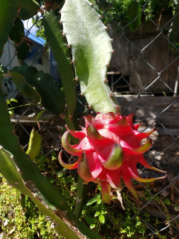 Dragon Fruit Cultivar : Godzilla