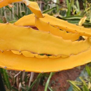 Dragon Fruit Cultivar : Golden Variegated