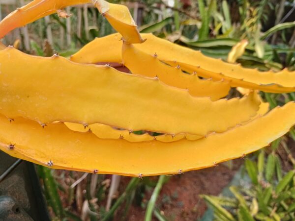 Dragon Fruit Cultivar : Golden Variegated