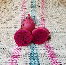Dragon Fruit Cultivar: Houghton