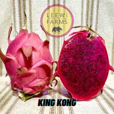 Dragon Fruit Cultivar : King Kong
