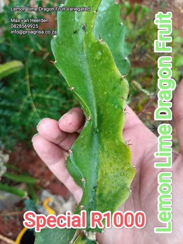 Dragon Fruit Cultivar : Lemon Lime Variegated