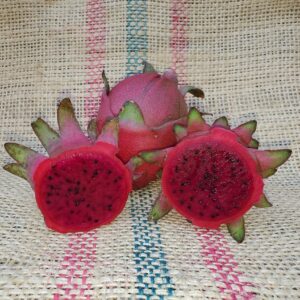 Dragon Fruit Cultivar : Lisa