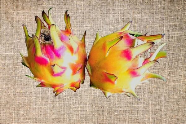 Dragon Fruit Cultivar : Rainbow