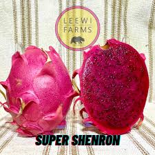 Dragon Fruit Cultivar : Super Shenro