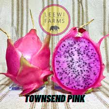Dragon Fruit Cultivar : Townsend Pink