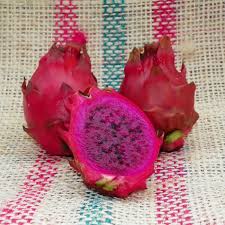 Dragon Fruit Cultivar : Voodoo Child Discover the Flavorful Appeal of the Voodoo Child Dragon Fruit Unleash the allure of the exotic with the Voodoo Child Dragon Fruit cultivar. This exceptional variety produces vibrant, magenta-fleshed fruits that are not only visually stunning but also delightfully flavored. With its distinctive grape-like tang, the Voodoo Child imparts tropical elegance to your garden and taste buds alike. At a manageable size of 0.25-0.75 pounds per fruit, these dragon fruits are perfect for home gardeners who seek flavor-packed produce without the overwhelming size of larger cultivars. Why Choose the Voodoo Child Dragon Fruit? There are numerous reasons why the Voodoo Child is a favorite among dragon fruit enthusiasts and home growers alike. It boasts an impressively fast growth rate, ensuring that you won’t have to wait long to see the first blooms and fruits. The extended blooming period means a longer harvest season, providing you with an abundance of delicious fruits to enjoy, share, or use in smoothies, desserts, and tropical-inspired dishes. Each plant features three-sided stems, which not only add structural interest but also thrive in varied environments with proper care. Simple to Grow and Self-Pollinating Gardening doesn’t get easier than with the self-pollinating Voodoo Child dragon fruit. These plants eliminate the stress of relying on cross-pollination, making them ideal for gardeners of all skill levels. Whether you’re cultivating indoors, outdoors, or in a greenhouse, the Voodoo Child adapts well to different growing conditions. Just provide adequate sunlight, well-drained soil, and consistent care, and this unique plant will flourish, rewarding you with its striking fruits and lush foliage. Add Tropical Elegance to Your Garden The Voodoo Child dragon fruit plant isn’t just productive—it’s a true showstopper in any setting. Its robust, architectural stems and delicate flowers make this plant a living piece of art. Whether you’re a seasoned gardener or a curious beginner, the Voodoo Child offers an easy-to-grow option that brings the tranquility of the tropics into your personal space. Transform your garden or patio today with the vibrancy, taste, and growth potential of the Voodoo Child dragon fruit. Order now and add a touch of exotic elegance to your home!