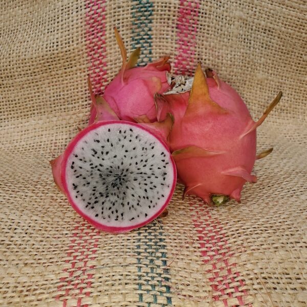 Dragon Fruit Cultivar : White Supreme