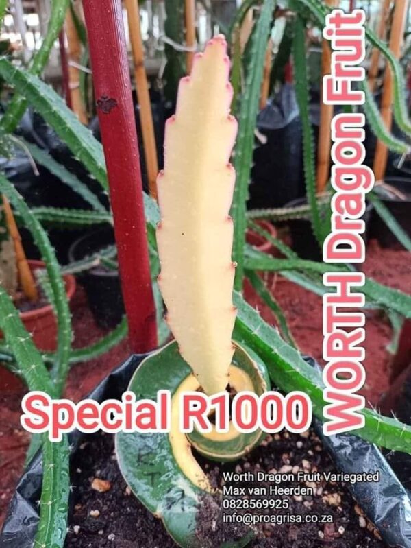 Dragon Fruit Cultivar : Worth Variegated