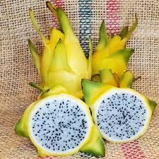 Dragon Fruit Cultivar : ISRAEL GOLD