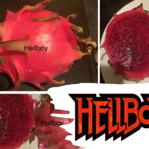 Dragon Fruit Cultivar: Hell's Boy
