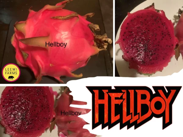 Dragon Fruit Cultivar: Hell's Boy
