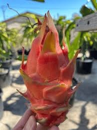 Dragon Fruit Cultivar Desert Princess